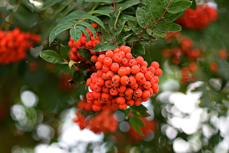 Thiên nhiên, quả mọng, quả cà phê hoang dã, Rowan, màu đỏ, redcurrant, đóng cửa