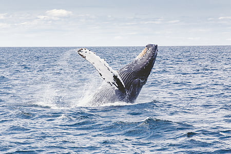 humpback, whale, marine, mammal, animal, sea, breach