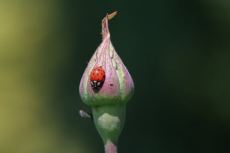ladybug, blossom, bloom, insect, flower, beetle, red