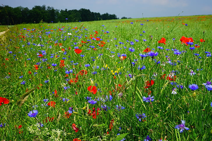 fältet av vallmo, kornblumenfeld, klatschmohnfeld, klatschmohn, blåklint, blommor, röd