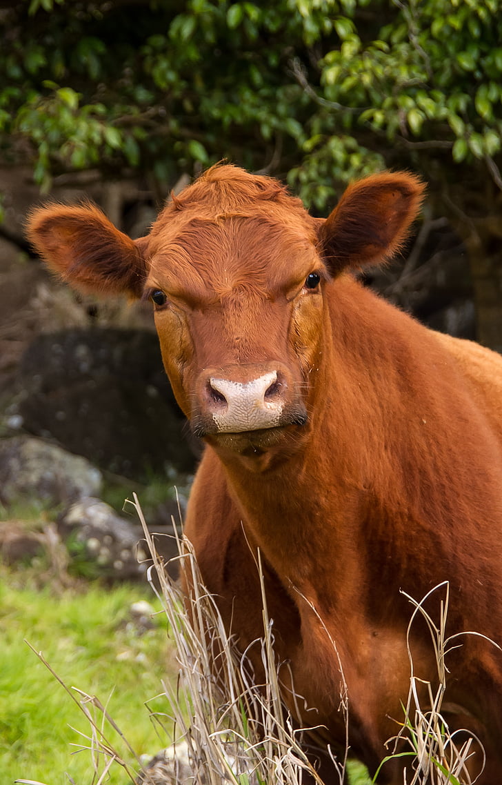 calf, cattle, stock, brown, white, young, pink nose