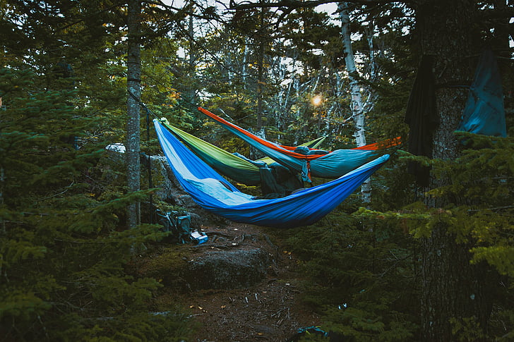 nature, landscape, trees, woods, forest, hammocks, camping