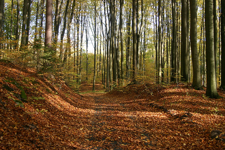 ősz, lombozat, barna, fa, sárga levelek, őszi lombozat, arany ősz