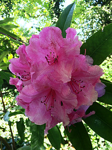 rozā, Rhododendron, Pavasaris, Bloom, puķe, daba, Pavasaris