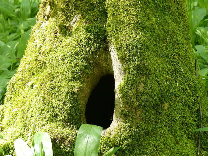 tree trunk, holes, moss, nature, spring, green, green Color