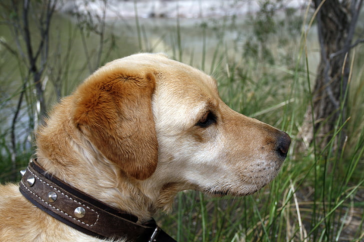 Labrador, con chó, vật nuôi, chó săn, động vật, trẻ, mùa hè