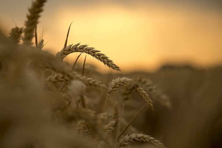 pšenice, Západ slunce, sklizeň, ovoce fakt, 飽 plné, podsvícení, Příroda