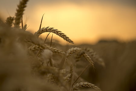 pšenica, západ slnka, úroda, ovocie skutočnosť, 飽 plnej, podsvietenie, Príroda