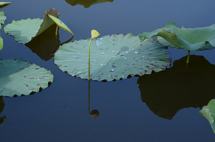lake, lotus, lotus leaf, china wind, artistic conception, pond, reflections