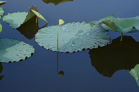 озеро, Лотос, листя лотоса, Китай вітер, мистецька концепція, ставок, Роздуми