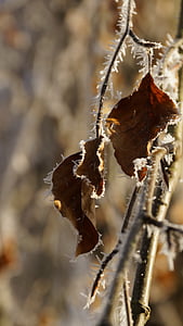 beech, leaf, withered, tree, white, winter, ice