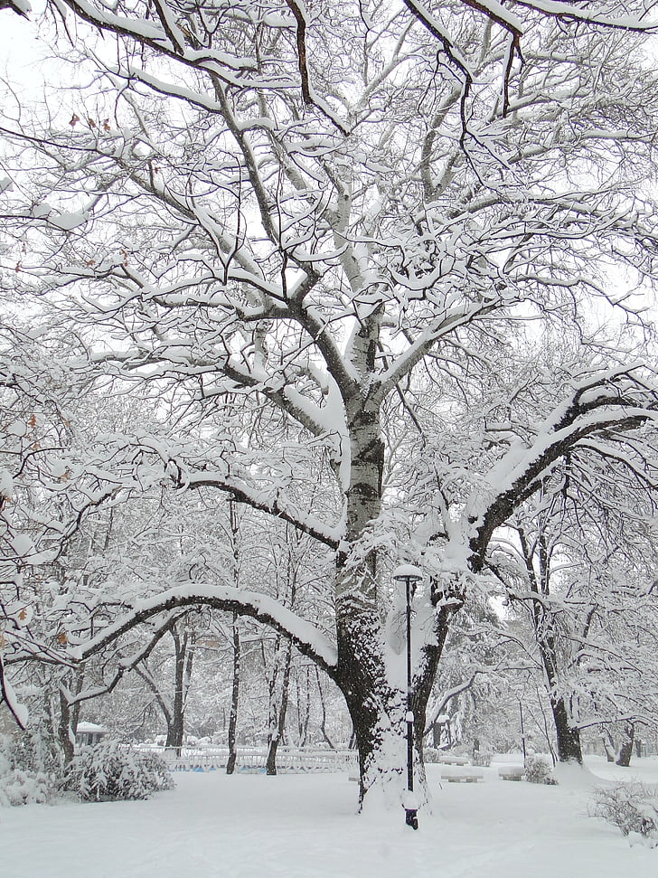 talvi, puu, Park, lumi, Luonto, Cold - lämpötila, haara