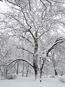 téli, fa, Park, hó, természet, hideg - hőmérséklet, fióktelep