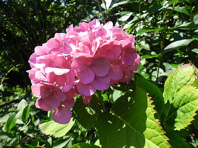 hortensia, blomst, hage, Sommer, rosa, natur, blomster