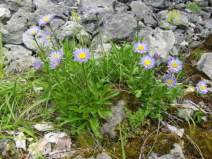 dolina de prosiecká, rocas, naturaleza, Fondo, Alpine, flores, flor blanca