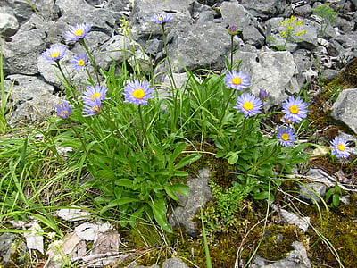 prosiecká slėnis, akmenų, Gamta, fono, Alpių, gėlės, balta gėlė