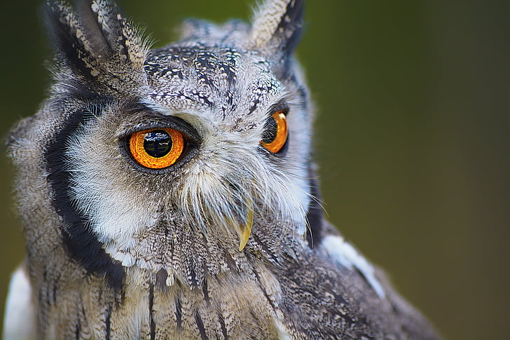 owl, bird, animal, nature, portrait, eyes, beak
