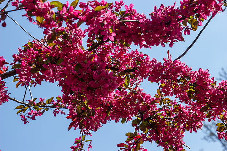 Blossom, mekar, langit biru, musim semi, cabang, pohon, bunga-bunga merah muda