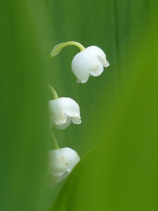 Lily Lembah, Blossom, mekar, putih, bunga, convallaria majelis, asparagus tanaman