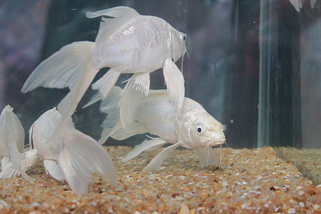 hal, fehér, uszony, Fish Tank, akvárium