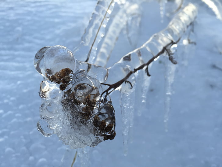 ice, winter, frozen, plant, branch, no people, water