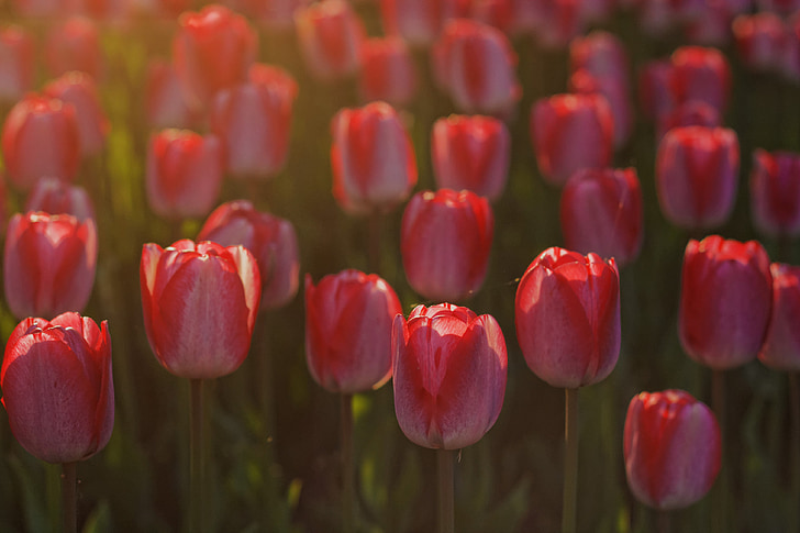 Tulip, bunga, merah, bunga, alam, musim semi, Blossom