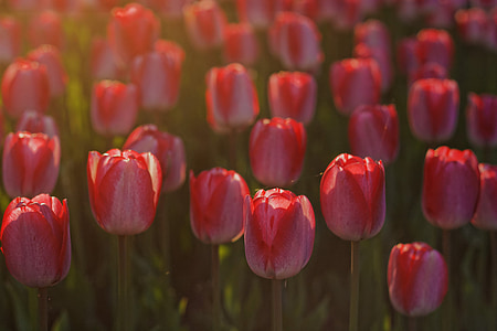 tulipanes, flores, rojo, flores, naturaleza, primavera, flor