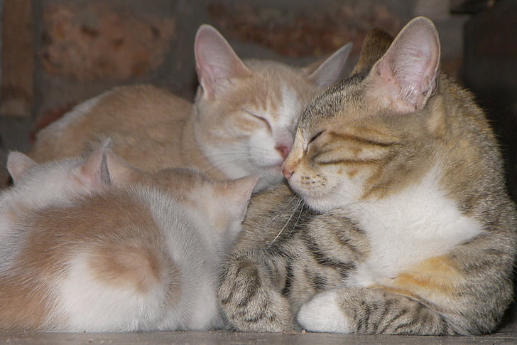 kucing, Keluarga, anak kucing, Cinta, bersama-sama, kemudahan, sisanya