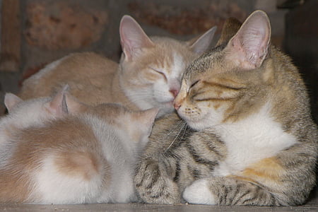 แมว, ครอบครัว, ลูกแมว, ความรัก, เข้าด้วยกัน, ความสะดวกใน, ส่วนที่เหลือ