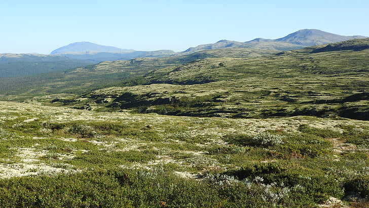 táj, síkságok, hegyek, Tundra, sandbekkdalen, kvikneskogen, Norvégia