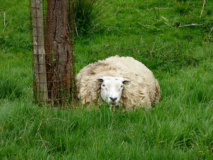 овцы, животное, пастбище, трава