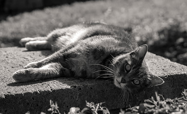 kucing, hewan, hewan peliharaan, vlack dan hitam, di luar rumah, berbaring di bawah sinar matahari, kucing domestik