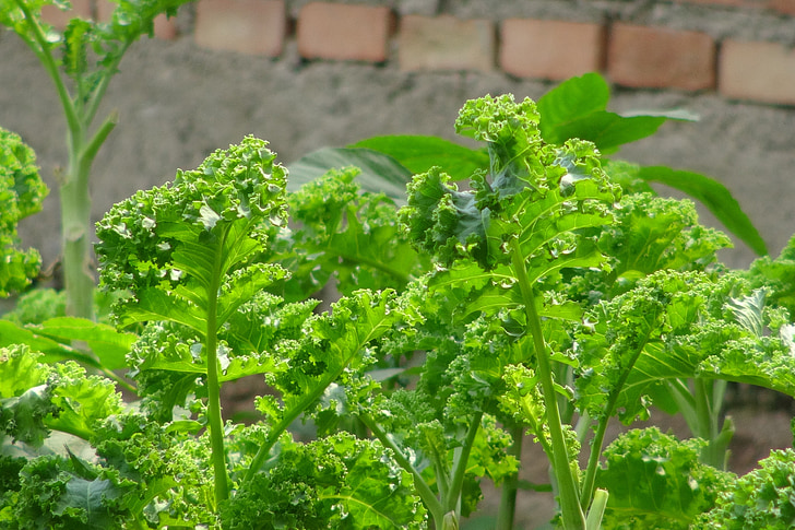 Kale, salada, folhas, orgânicos, produtos hortícolas, verde, fazenda