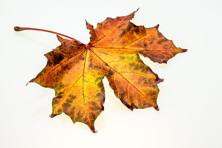 rudens, atstāj, Leaf, rudenī zaļumiem, rudens krāsas, rudens lapas, daba