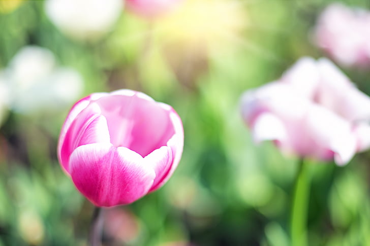 tulipes, Rose, jardin, printemps, fleurs, floral, nature