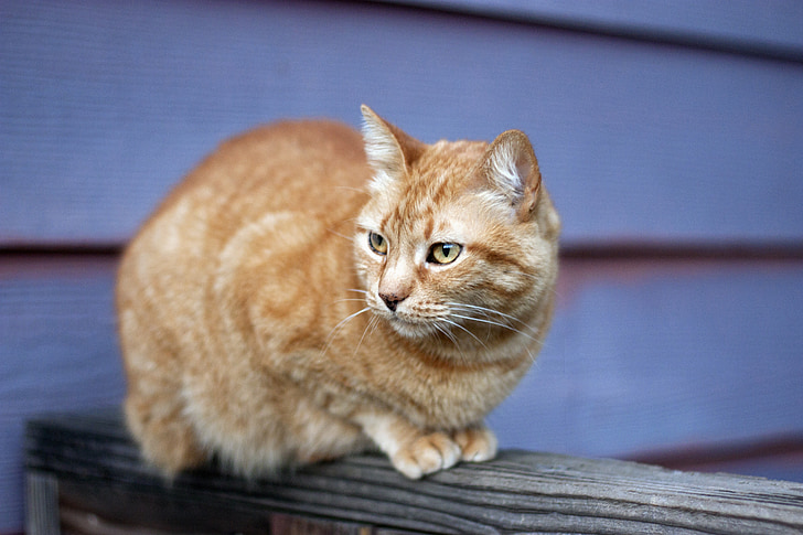 tabby naranja, gato, cerca de, al aire libre, animal, lindo, mascota