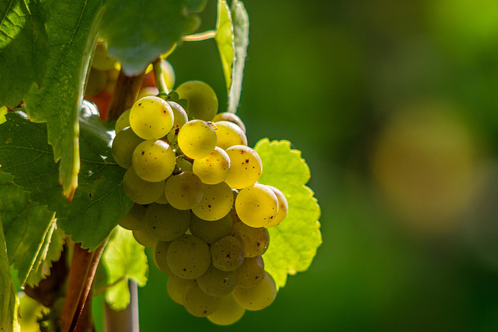 bayas del vino, uvas, bayas, verde, amarillo, Uvas verdes, vino blanco