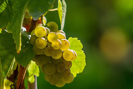 vyno uogos, vynuogės, uogos, žalia, geltona, žaliosios vynuogės, baltojo vyno