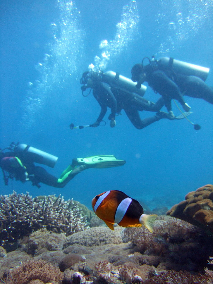 diver, clown fish, diving, anemone, nemo, scuba diving, underwater