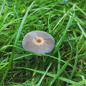grass, dew, mushroom