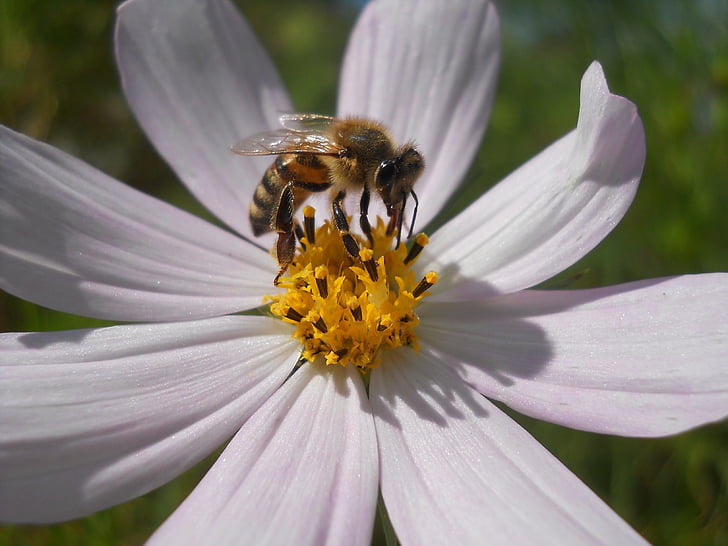 自然, 昆虫, 夏季, 花, 花, 蜜蜂, 白色
