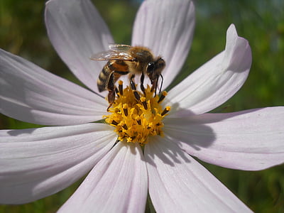 Gamta, vabzdžių, vasaros, gėlė, gėlės, bičių, balta