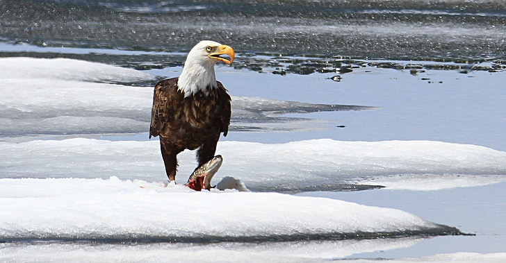 bald eagle, eating, fish, wildlife, nature, raptor, snow