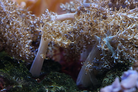 Coral, moluscos, invertebrados, Océano, bajo el agua, mar, criatura