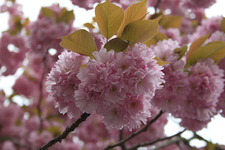 flor, flor, -de-rosa, flores, roxo, fechar, flor de cerejeira japonesa