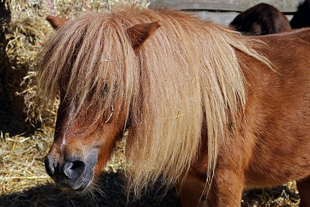 kůň, Pony, hlava, koňské hlavy, portrét, Zavřít, obličej