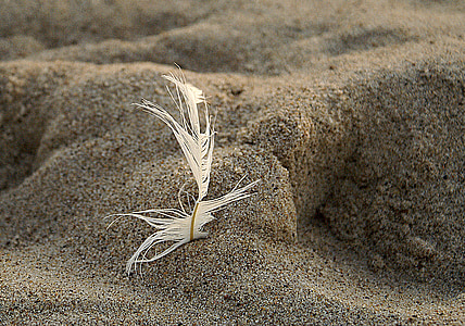 en fjäder, Pen, Sand, stranden, spår, faktura, sandkorn