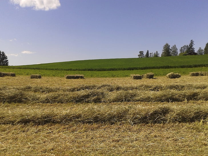 Hay, domaine, paysage