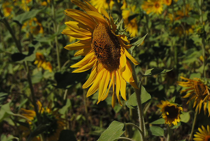 sunflower, flower, nature, yellow