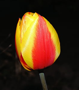 Tulip, flor, floración, flor, primavera, planta, rojo